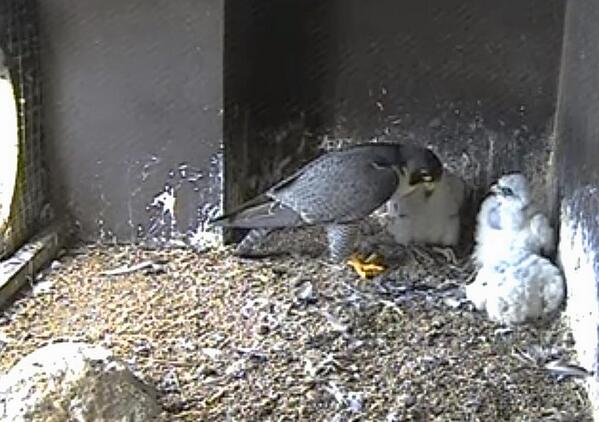 Nick P. Williams tweet media