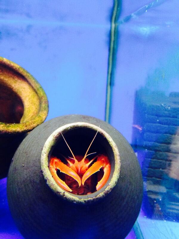 LECHATVL's tweet image. Rrrrrr !