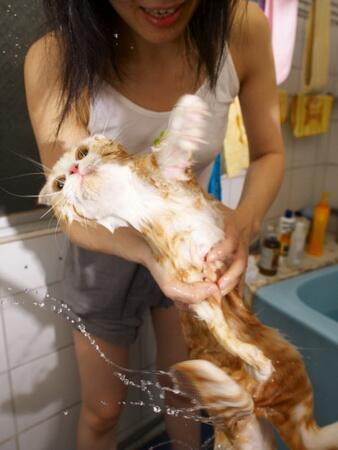 Моем кошку правильно. Купание кошки. Мытье кошки. Кошка моется. Вымытая кошка.