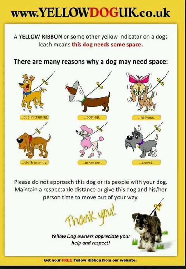 We fully support the Yellow dog scheme... if you see a dog with a yellow ribbon or accessory give them space :)