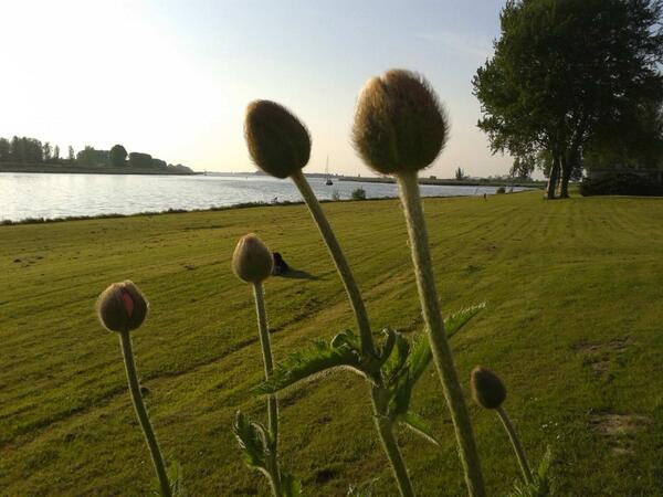 Ze staan op knappen, de klaprozen...