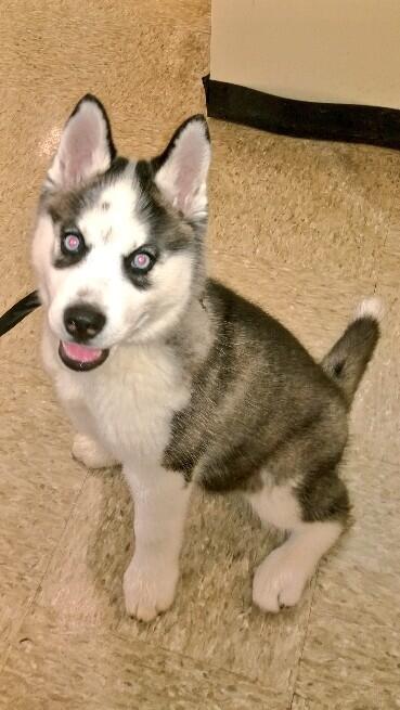 Petsmart1759's tweet photo. Diesel says "I'm not fat. I'm just a little Husky" #inspiredbypets http://t.co/ZeBM9qyhPy