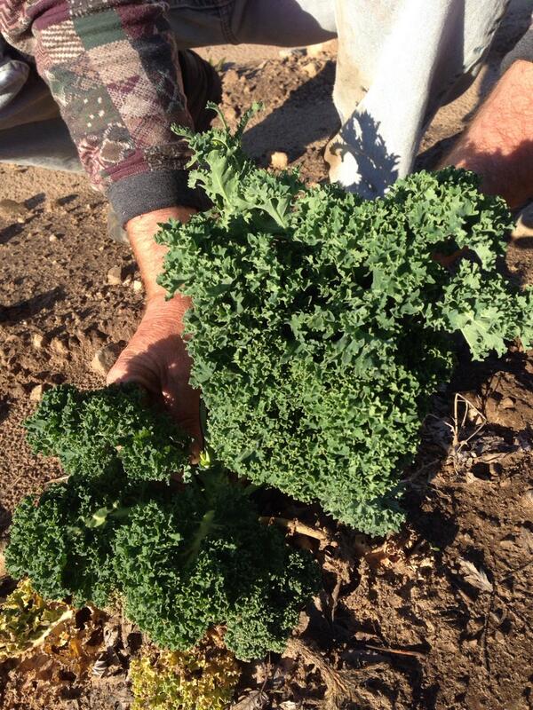 Look at that field kale! It will be washed and bagged ready for you tomorrow burlington 😃 <a href="/CentroGarden/">Centro Garden</a>