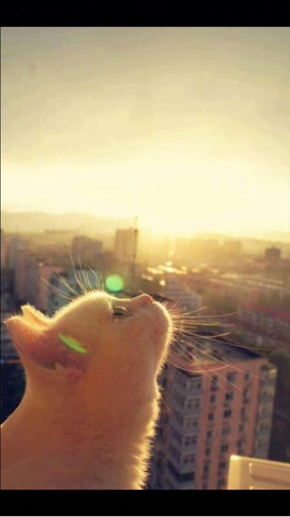 AnimaILove's tweet photo. On top of the world http://t.co/aRS56TSX7M
