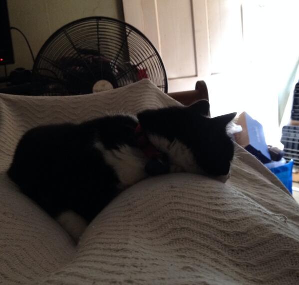 tashabear's tweet image. Bob says "feel better, Mommy!" (Been home sick all day. Missed Day 1 of #avonwalkBO) #motocrew