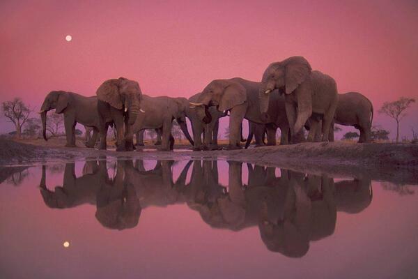 Elefantes al atardecer. Sudáfrica.