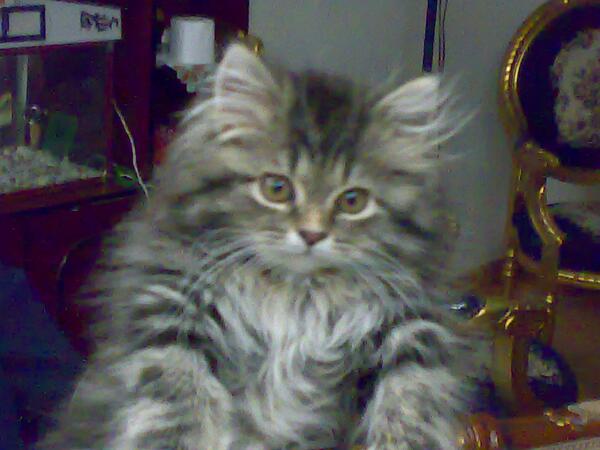 1099901's tweet photo. جمعية القطط تنتظر المتابعون لقطط http://t.co/SosBIQorGA