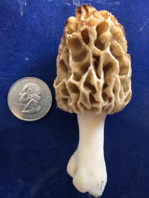 bmarohn's tweet image. I found one! #Morel