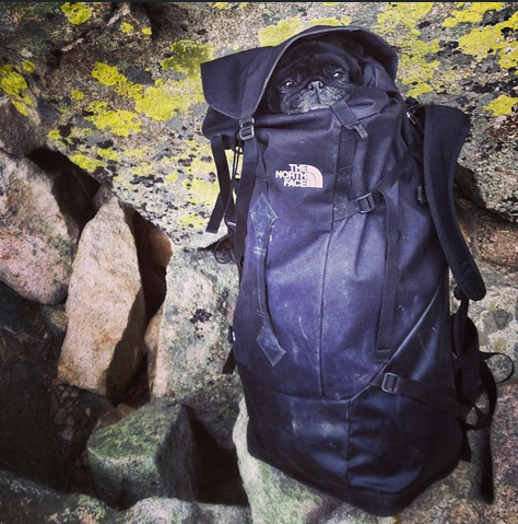 thenorthface's tweet photo. .@CedarWright's BFF Gus once got into quite the adventure. Watch his Down to Earth profile @ http://t.co/SVjUyX2Z4Q http://t.co/oTlE6BaO5J