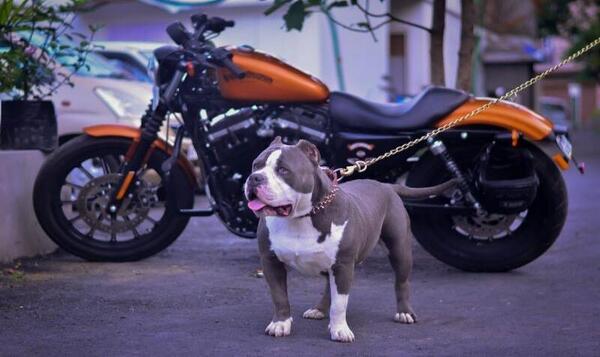 thazuala14's tweet photo. #Baines get a snap by #HarleyDavidson #adorable #Restlessness http://t.co/MZVhURDj5r