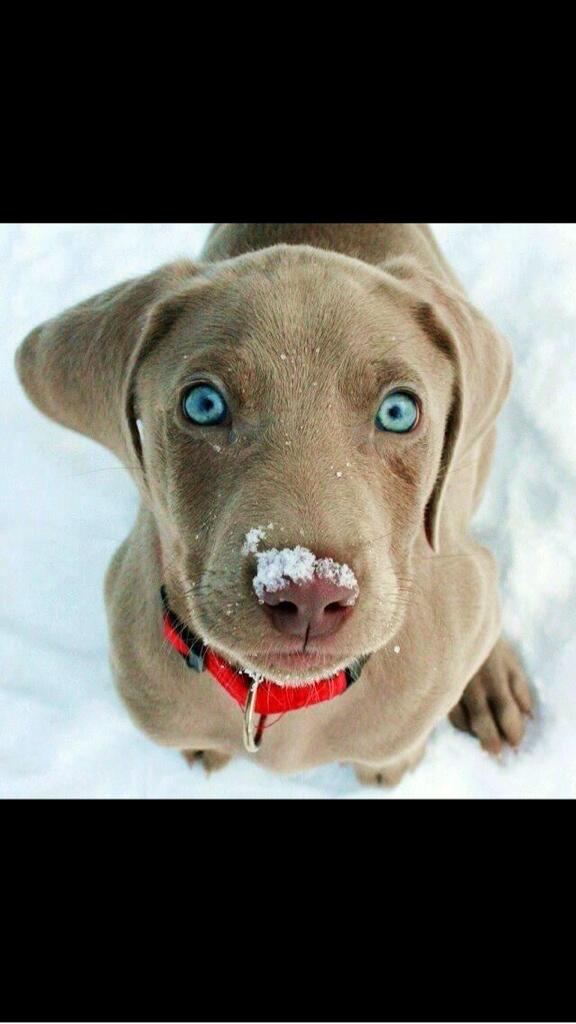 AnimaILove's tweet photo. Those Eyes. http://t.co/7zXFeWY3xL