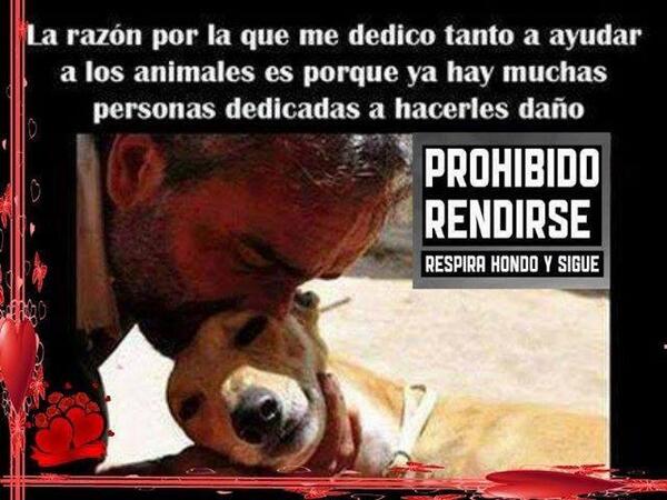karlamota3's tweet photo. “@PatitasCansadas: Porque ayudar a los animales....... http://t.co/MM1sAAqPqe” @tsb_one