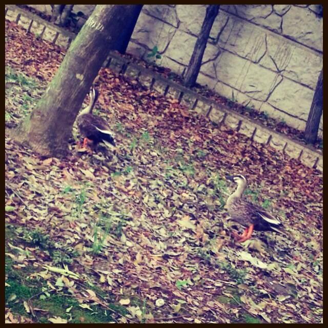 最近、お母さんと一緒にダイエットを始めて、公園をジョギングしてます！走ってる途中でカモ発見。 http://t.co/9xnO9pdO6S