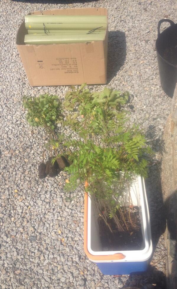 beech_jim's tweet photo. 30 saplings to plant &amp; some Le Mans GP methinks..... #ChilledSundays http://t.co/mgLhqQtcDk