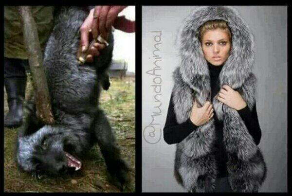 fjmonteroc's tweet photo. Matar a una zorra para vestir a otra… http://t.co/MZeAUbfnt2