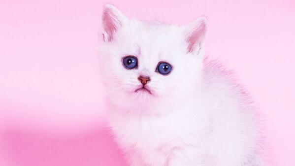 Cuteness is a powerful commodity. Here's why you cannot resist the squee: f-st.co/7D2ISjQ