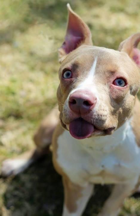 Our sweet Riddle is looking for a home.  Come see her today!  12-5  She will not disappoint.