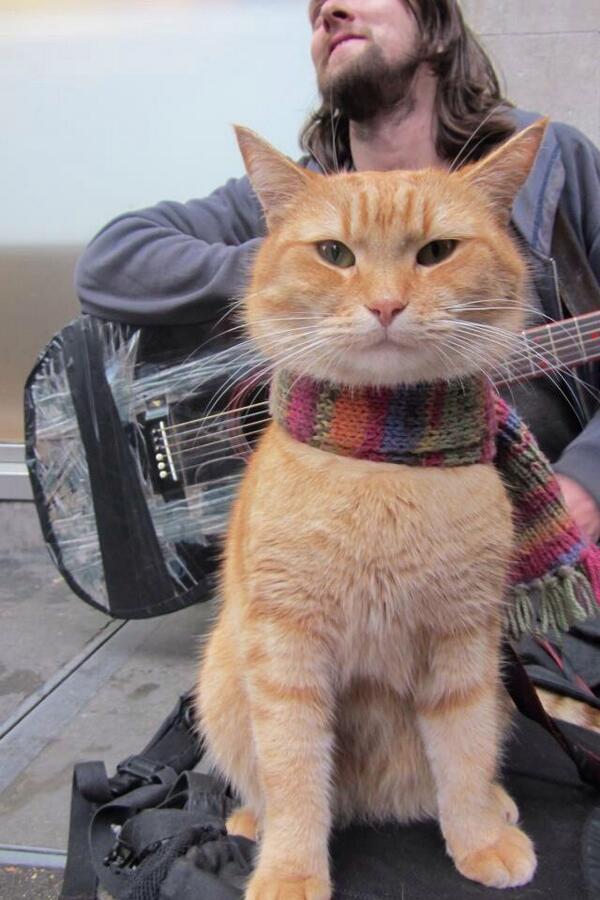 WildTngFoxyLady's tweet photo. Good morning @StreetCatBob We saw this picture of you. Looking mighty fine Bob. Foxy sends nose taps and purrs. http://t.co/PSDU4QxhUu