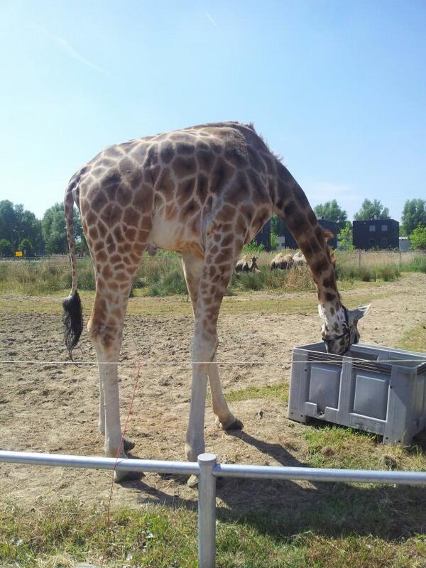 Regio west zomer kampioenschappen in Dordrecht.