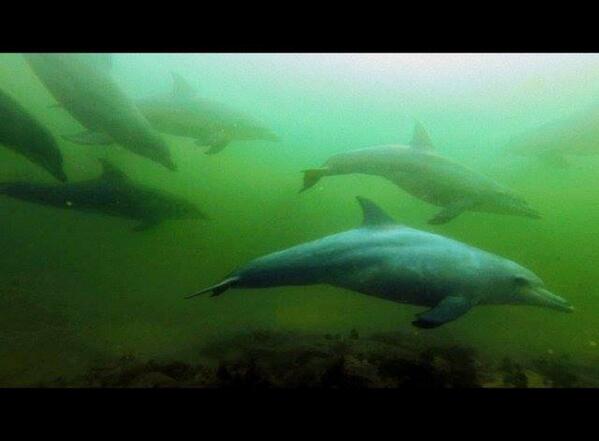 Prodive Plett tweet media