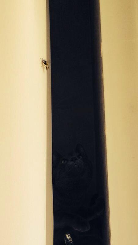 Valdiacho's tweet image. Bzzz