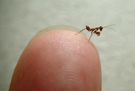 昆虫記者 日本一小さいカマキリ ヒナカマキリ 孵化したばかりの幼虫を指先に乗せてみました お釈迦様の指を世界の果ての柱と思った孫悟空を思い起こさせます Http T Co C1lzyjohpv