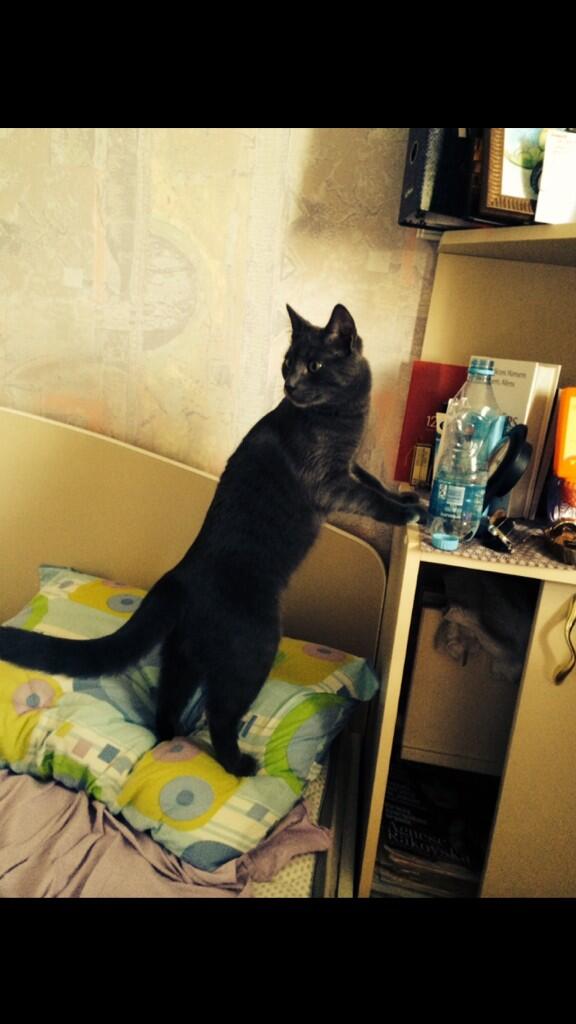 Valdiacho's tweet image. Kur mans bumbulis?