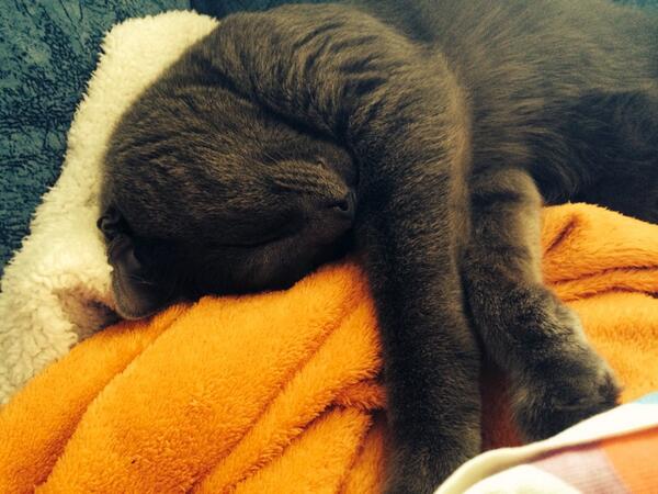 Valdiacho's tweet image. @King_Brikovskey murrr