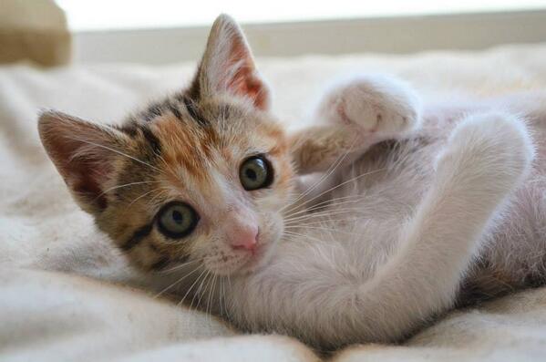 AdopcionHoope's tweet photo. #adopta #acoge ÚRSULA - gatita nacida en abril 2014 busca una familia con la que crecer https://t.co/6HpDmEA6eo http://t.co/vSTN3p6VnD