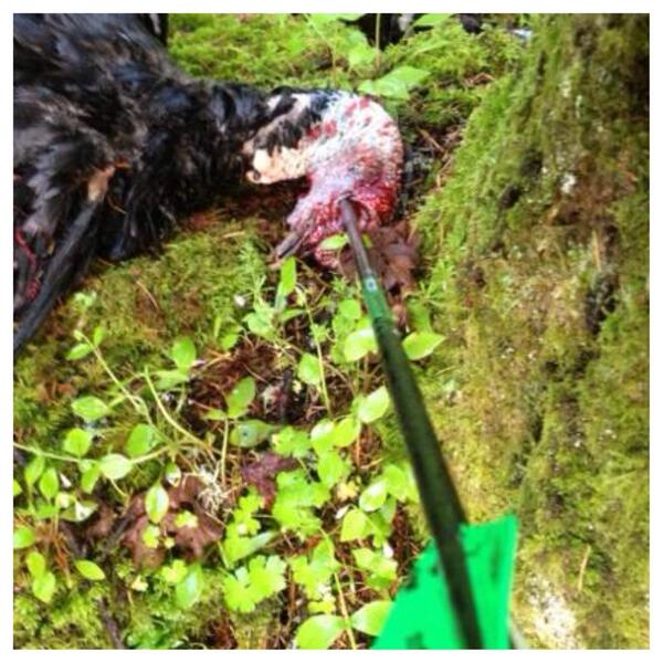 XitBroadheads's tweet photo. Field tip flight... @KnuckleHeadArch @BoneyardSeed @TeamAAoutdoors http://t.co/0UKGXEqgj1