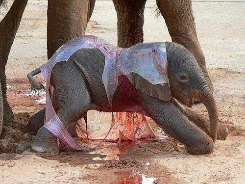brdevv's tweet photo. “@BrauMendieta: “@TheMindBlowing: A new born elephant: http://t.co/icqt6NSCaC” @brdevv” que hermosura Jajajjaja