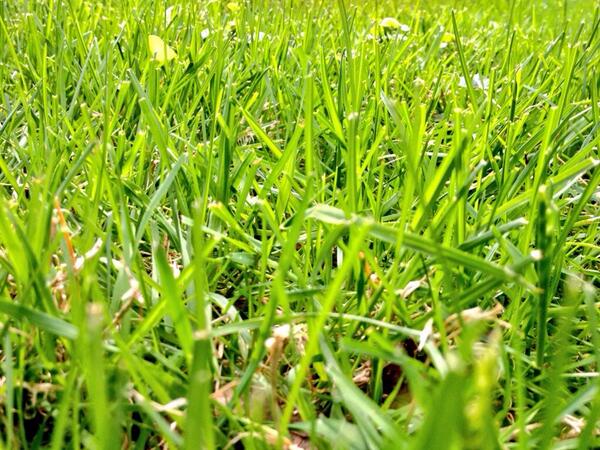 Greenerpalooza's tweet photo. Good morning and happy Sunday! #DigThatGreen http://t.co/UXBMLuSp3Q #green #nh http://t.co/Owi1fkkWQc