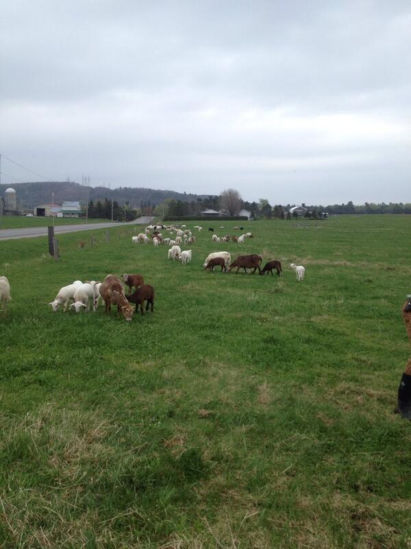 All the sheep out in pasture! #grassfedlamb #paleocomfortfood