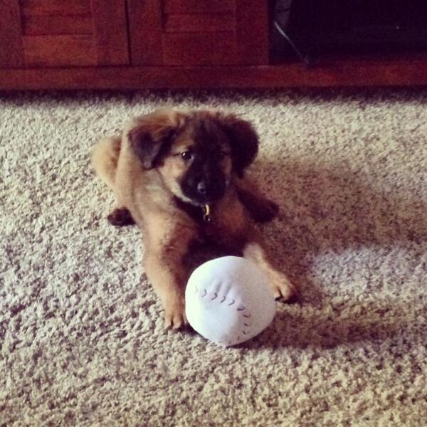 2sdaysWithRowdy's tweet photo. Ballin! #rufflife http://t.co/5St6QUttTc