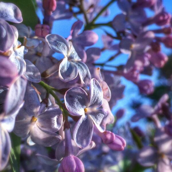 editionsprint's tweet photo. Last day of the @ROCLilacFest but not the last day of the #lilacs @CityRochesterNY @rochester http://t.co/n1mEKyIvCm