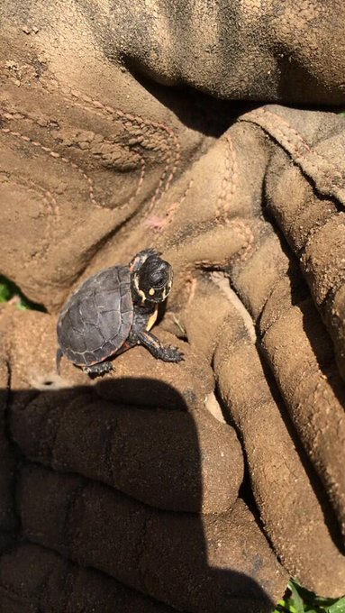 Watch Mrs. Mayhem😈's leaked NSFW photo on TwXstars