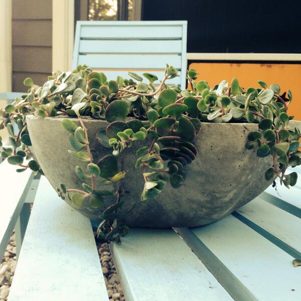 fragileflight's tweet photo. Diy concrete planters a success! #diy #cement #succulents http://t.co/197ZX8oY7T
