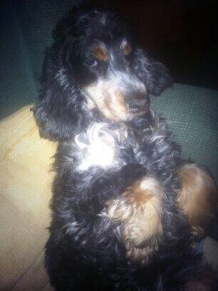tortri's tweet photo. Mi marquesa!! Parece una persona la muy perra Jajajaja @gloriamiau http://t.co/uDK51E9woz