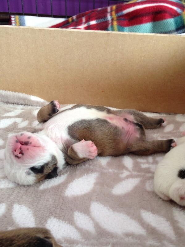 NatalieDewhurst's tweet photo. @BulldogsofHull so I've got a belly full of milk &amp; I'm off for a snooze....... #happyfatfullpuppies http://t.co/VXHX4vrHdW