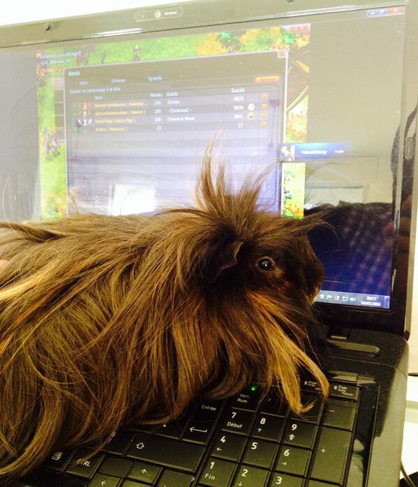 AD_NIX's tweet image. Voilà mon vrai colocataire, il a pas loupé un seul stream  ! #CDOPETS