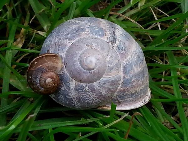 Cheeky snail hitching a ride... <a href="/MolluscAnna/">Anna</a>
