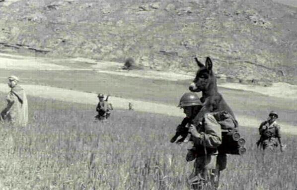 ThatsHistory's tweet image. Sometimes, a donkeys needs a ride too. This soldier was kind enough to carry him. ~1940s