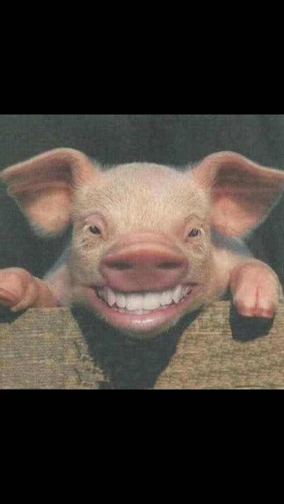 Animals Human Teeth on Twitter: Animals Human Teeth on Twitter: