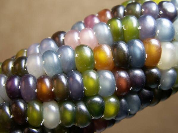 This is Glass Gem Corn, a designer crop that you can actually eat! #selectivebreeding