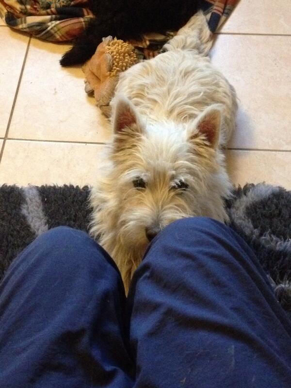 darwinsdiaries's tweet image. Bram asking for dinner this evening... #notsosubtle #stare