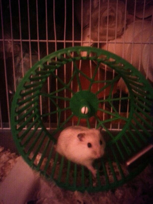 carmen_navarrot's tweet photo. Os presento a olvia #hamster #pequeña http://t.co/HR4JwhFyZZ