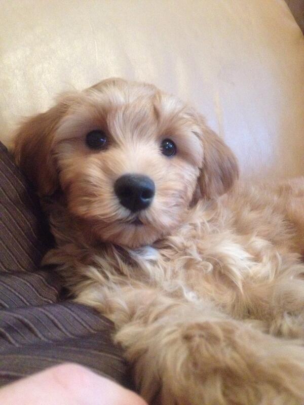 BroCanadianEH's tweet photo. What a face http://t.co/X0FXWb8gw7