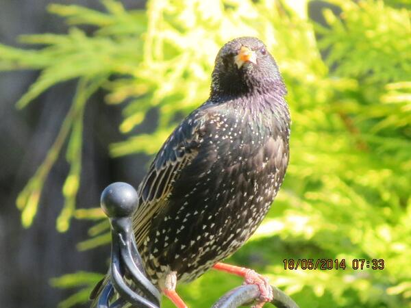 Wildlife News tweet media