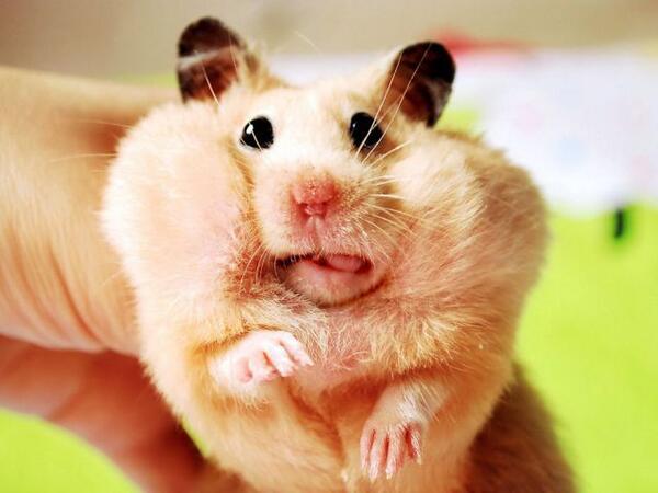 cuteanimalfnds's tweet photo. Yiiiikeees don't eat meeeee 😢😢 http://t.co/KeadiSML4C