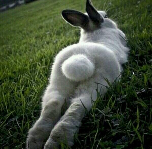 Ricky Steamboat on Twitter: "“@FunnyQuotees: Son, this bunny got a fat ass  http://t.co/FEi0ttRDZb”😩😩😩😂😂 stop" / Twitter